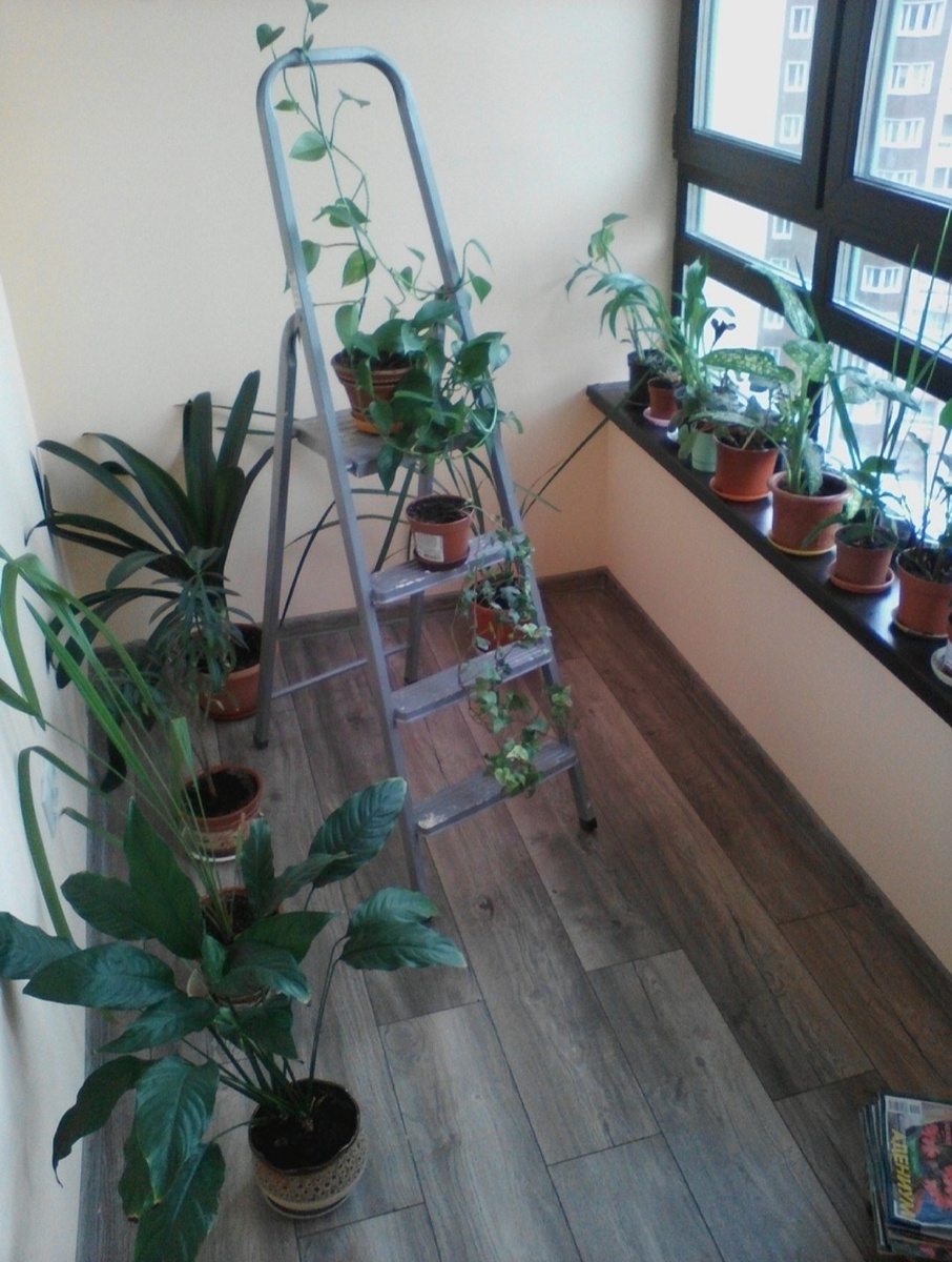 Кливия слева в углу, после пересадки в новый горшок