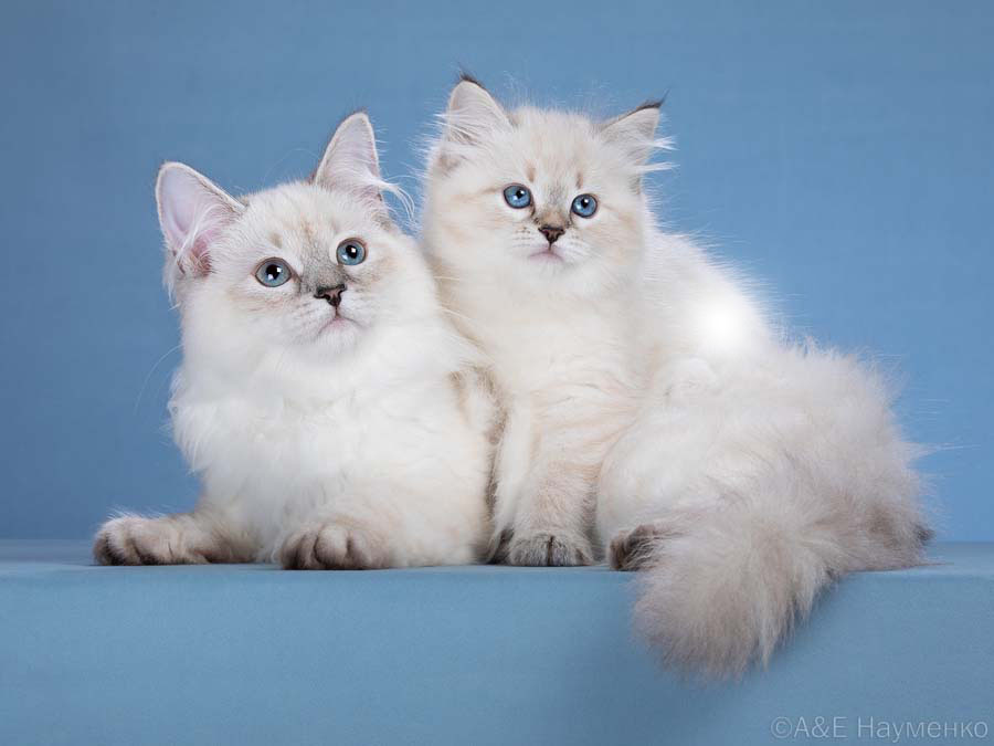 День кошек в России