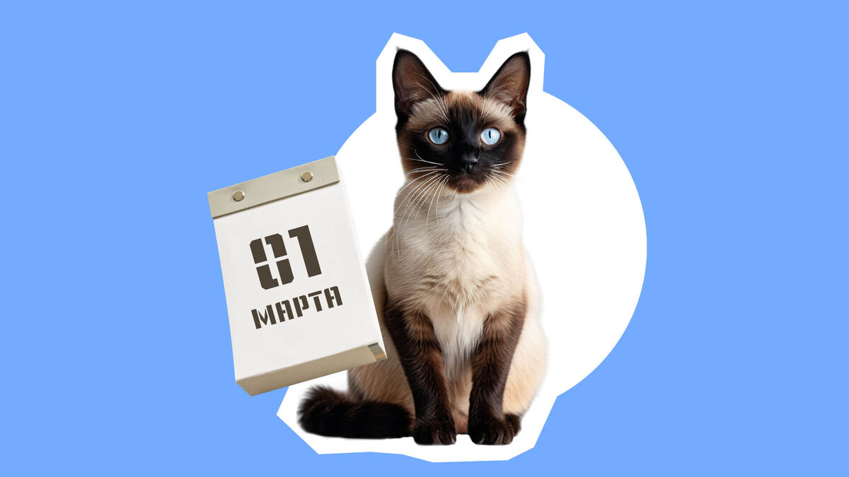    1 марта в России отмечают День кошек. Графика: Добро.Медиа