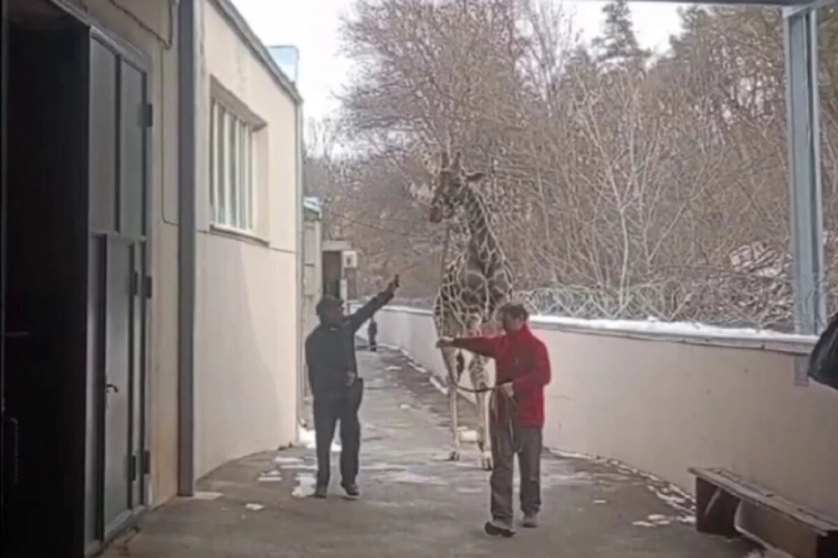    Единственный в России дрессированный жираф прошёл по морозному Кисловодску