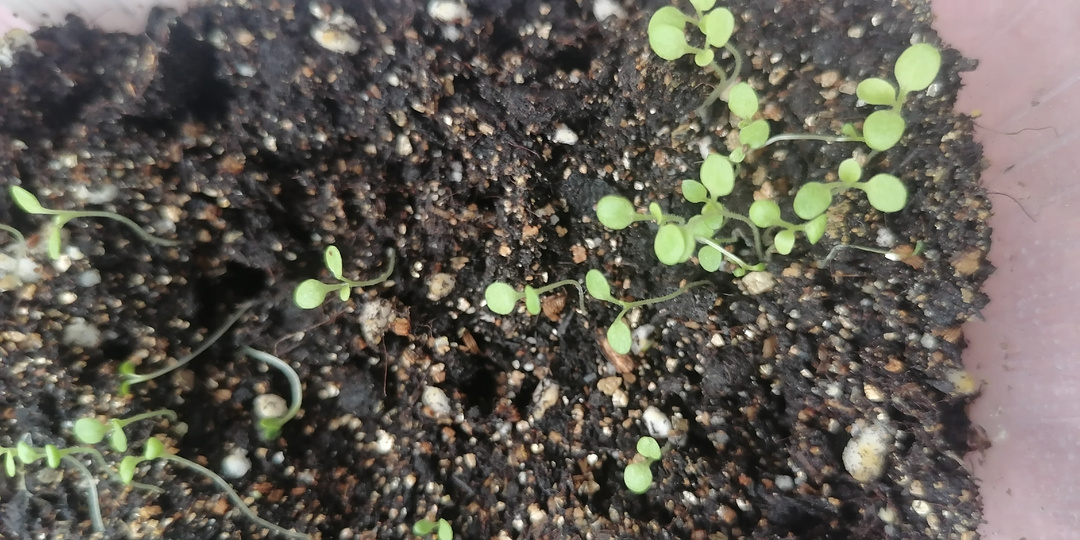 Лунный календарь на март 2025