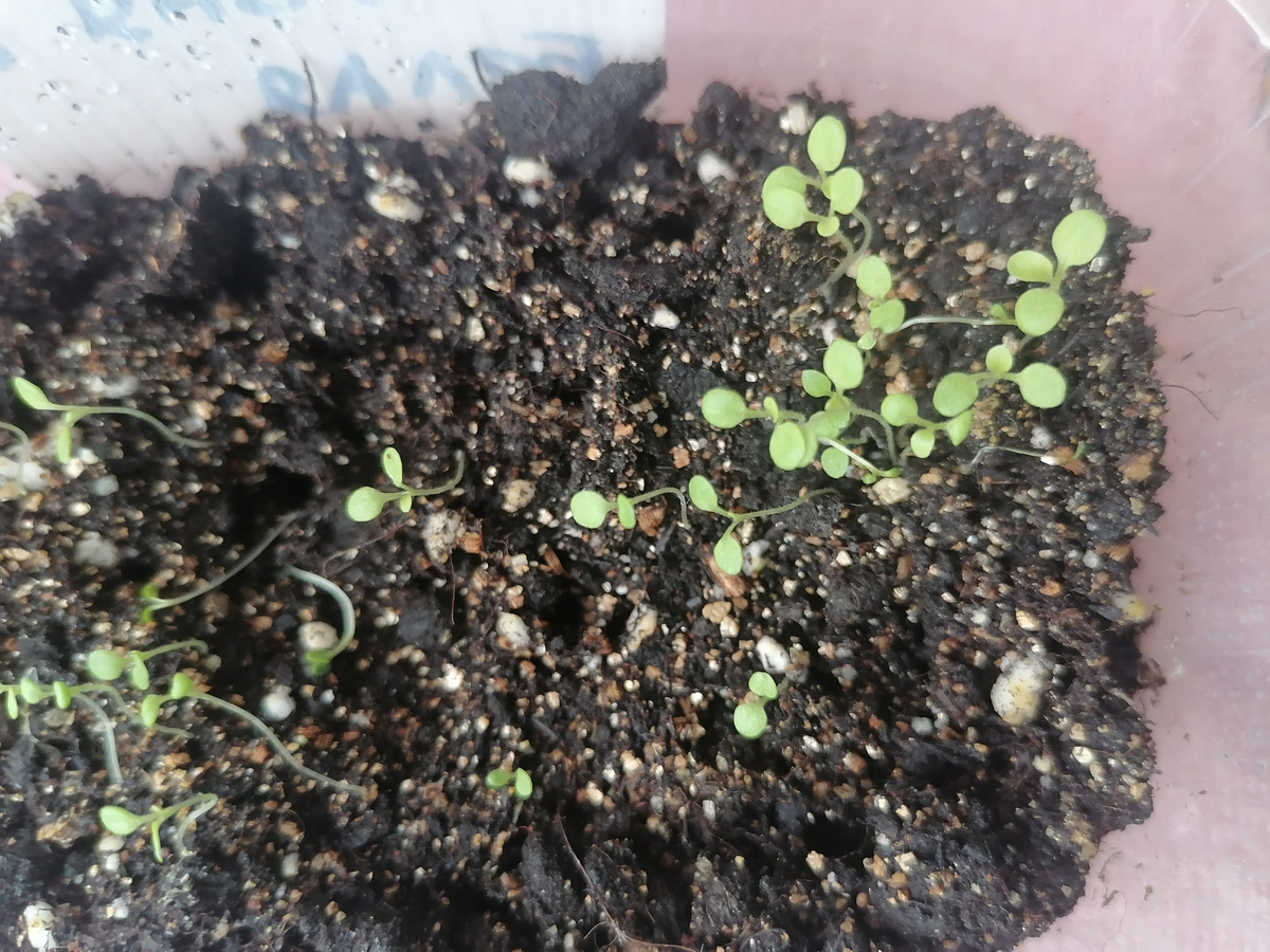 Петунии из самосборных семян