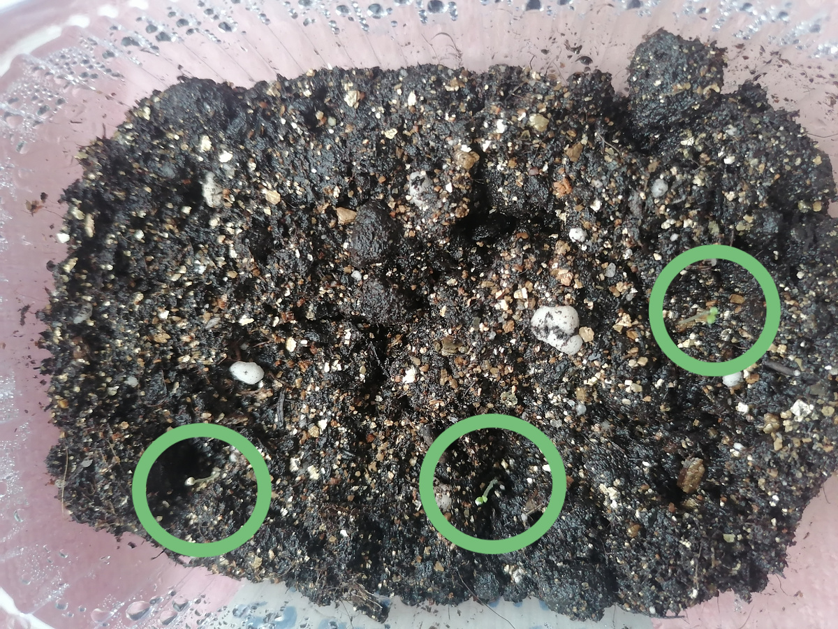 Петунии из покупных семян (обвела кружочками, а то так и не видно)