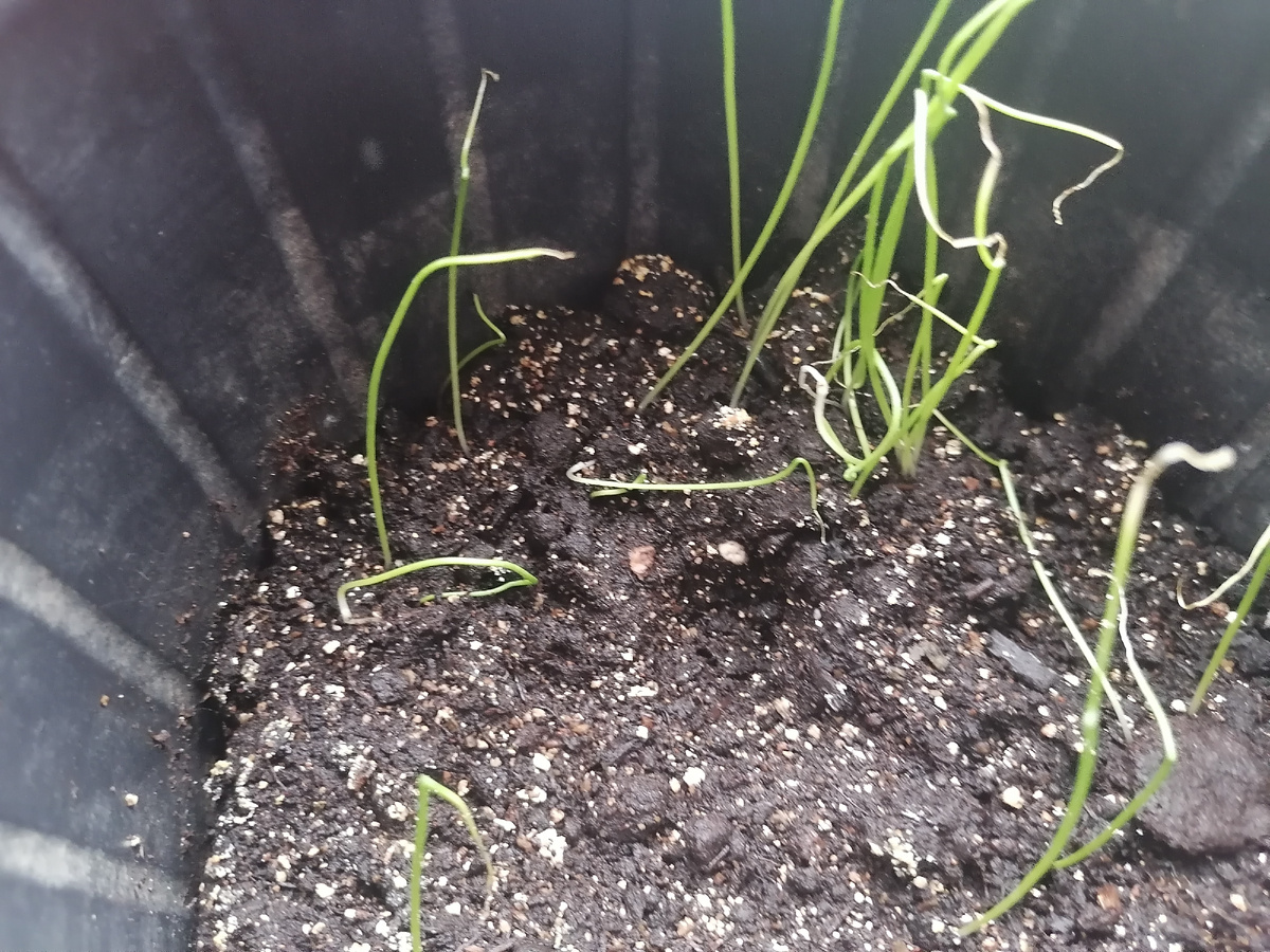 Лук растет неплохо, но кончики листьев сохнут - у нас очень сухо дома. Начала почаще опрыскивать.