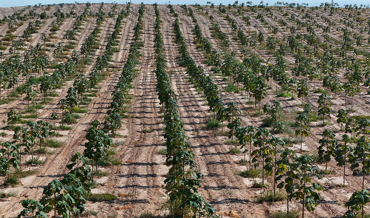 Плантации Web3Eco