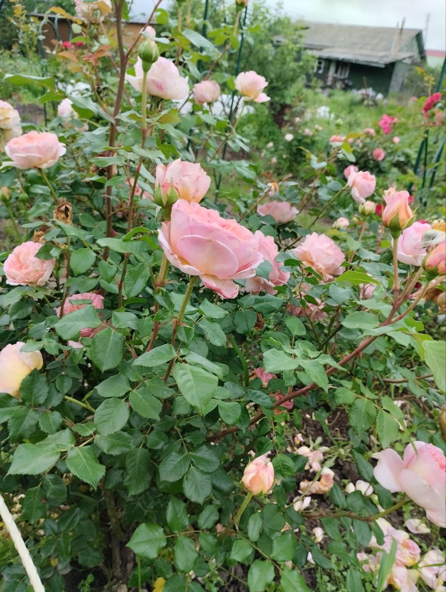 Англичанка Абрахам Дерби
