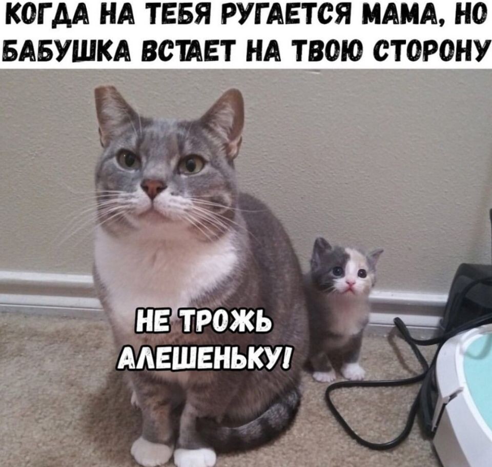    Мемы про котов. Источник: Мем