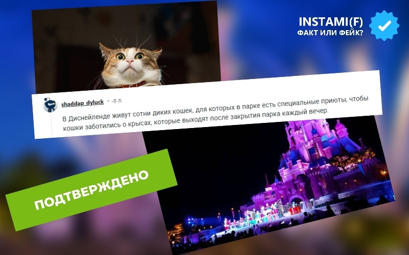 На изображении утверждается, что в Диснейленде живут сотни диких кошек, для которых парк обустраивает убежища, чтобы они контролировали популяцию крыс после закрытия.