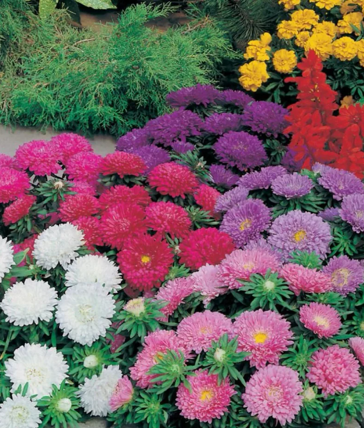 Астр у меня в этом году очень много разных накуплено, посею часть раньше