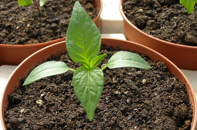    Когда сажать перцы и баклажаны на рассаду в марте?