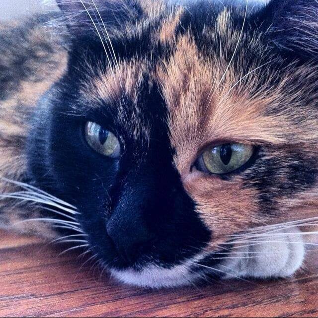 Прекрасная Тася