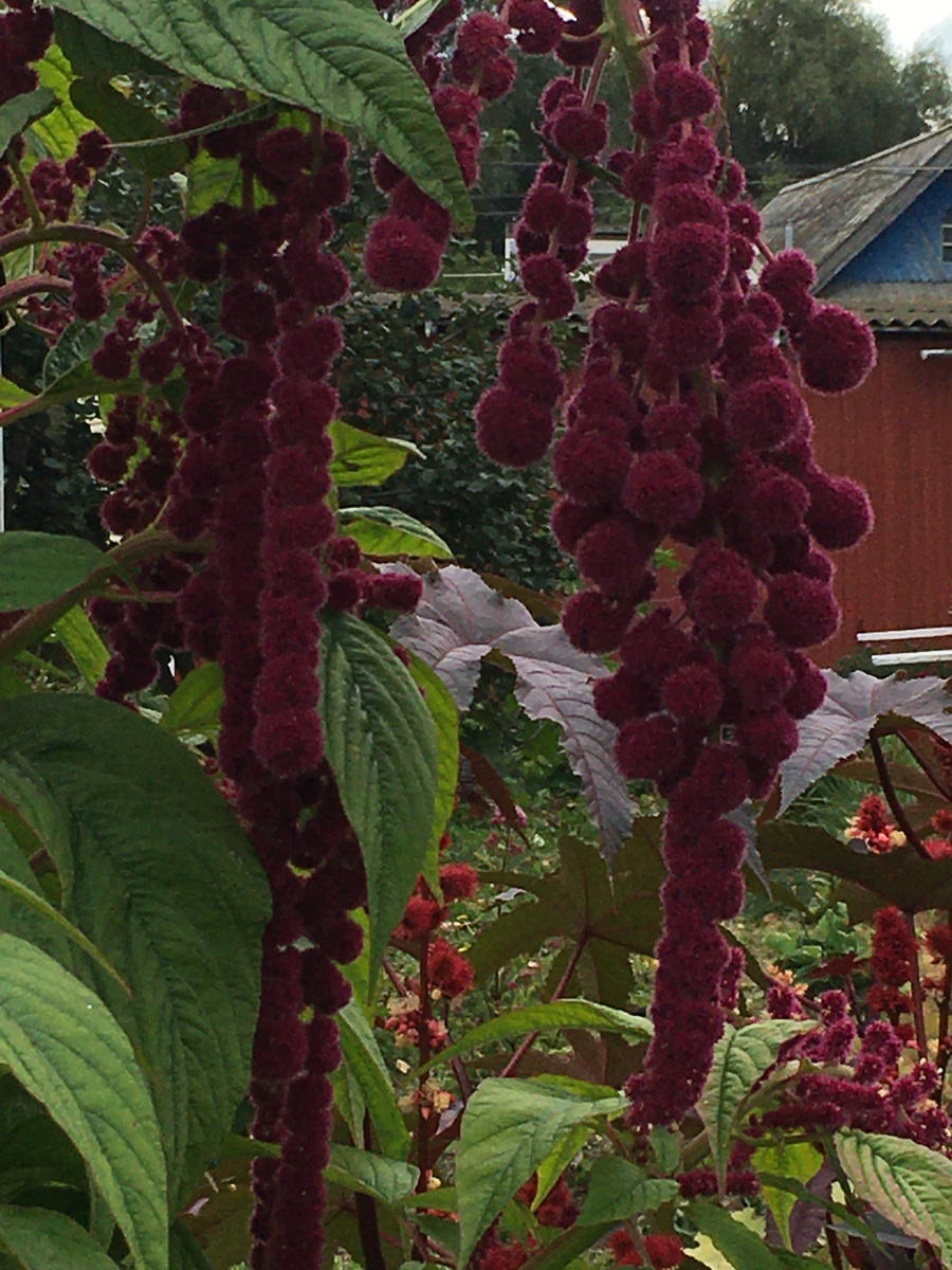 Амарант "Ёлочные игрушки"