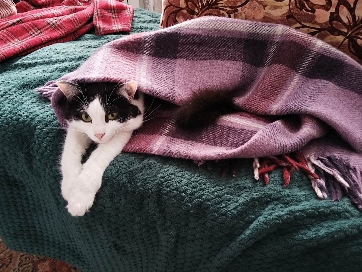 Миша - сложный для съемки кот, он постоянно валяется кверху пузом