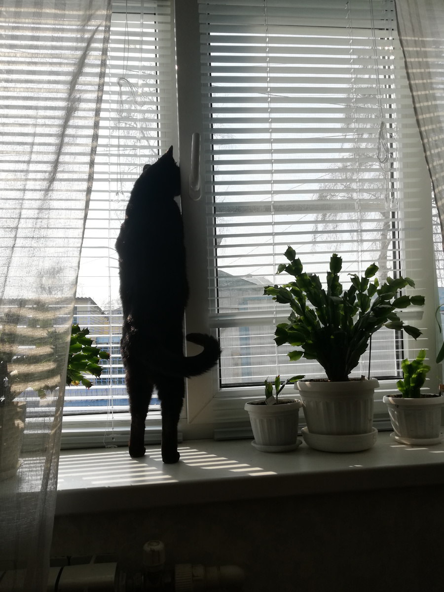 1 марта пять лет назад - первая весна у кошек в своем доме