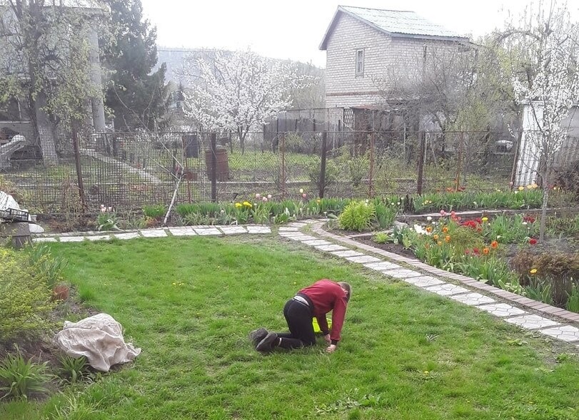 Выковыривание одуванов из газона до первого покоса - труд бессмысленный, беспощадный и ежедневный