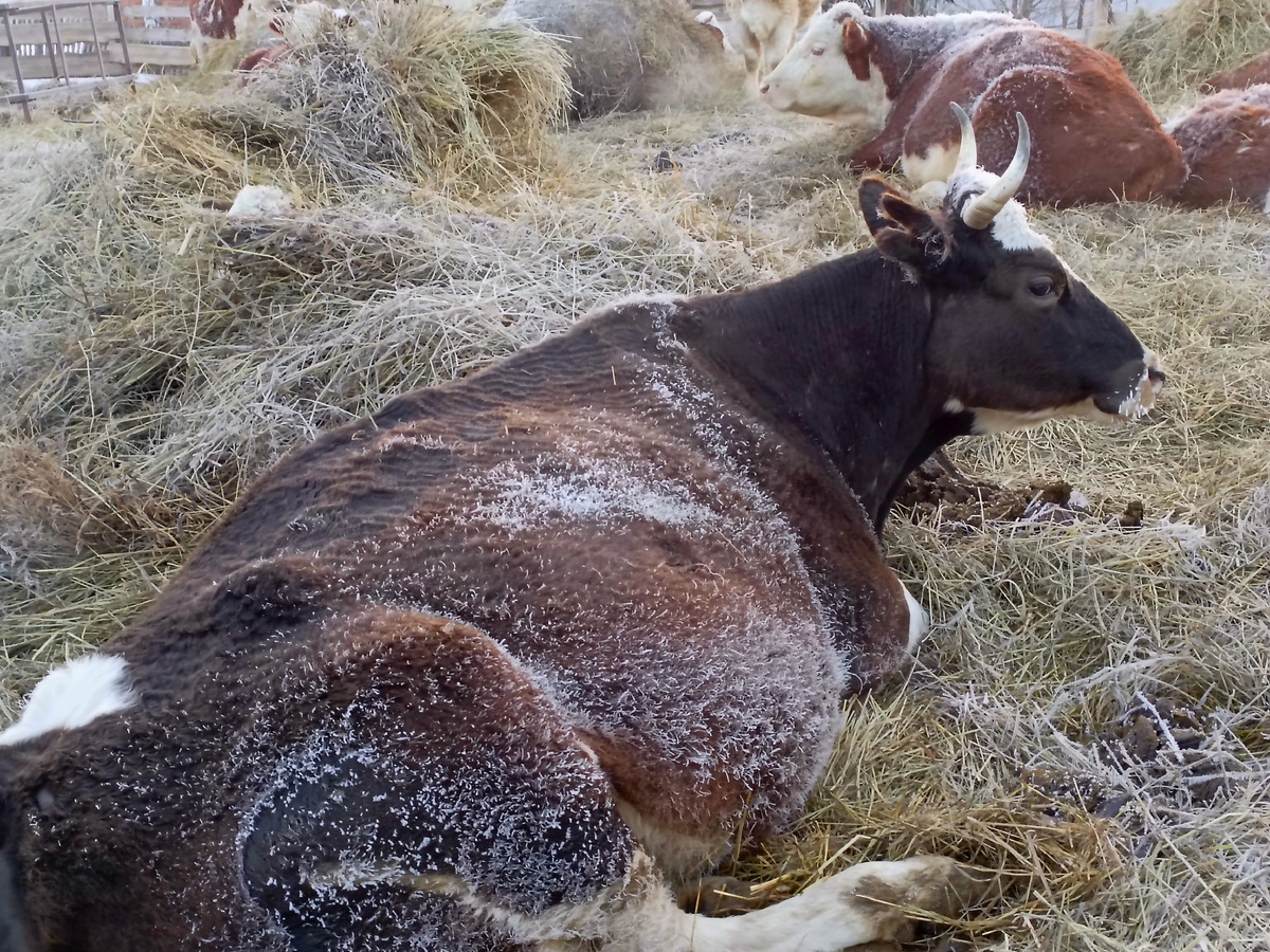 Утро. ТМой любимый блинчик лежит. 😊