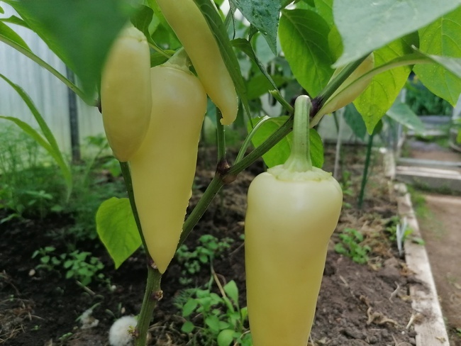 перец Хаски