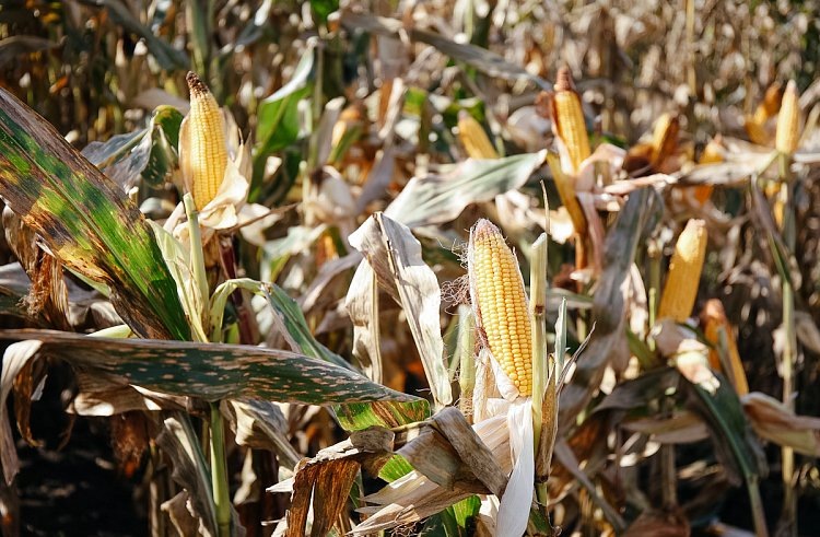    В Приморском крае распределили квоты на экспорт кукурузы