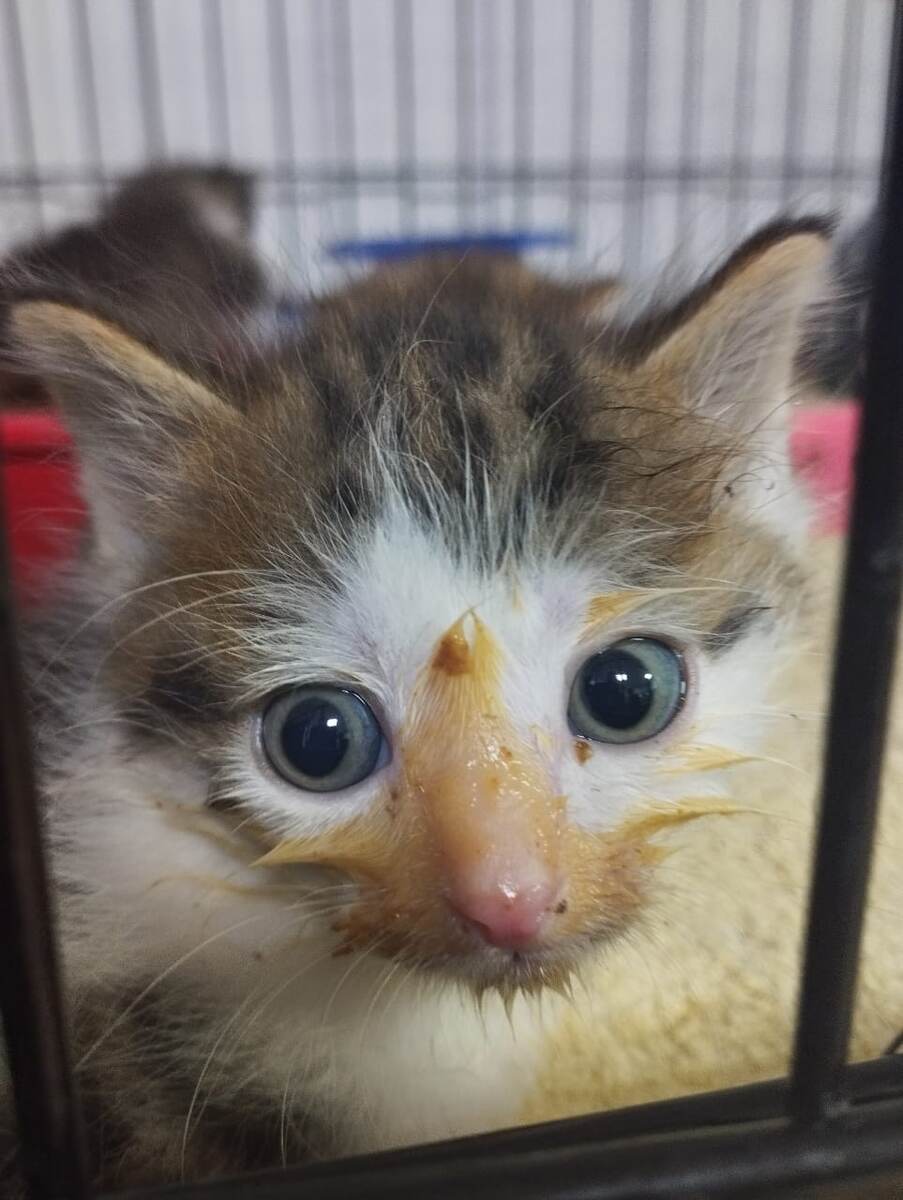 Подкидыш Портос Счастливый. Наелся, аот такой красавчик