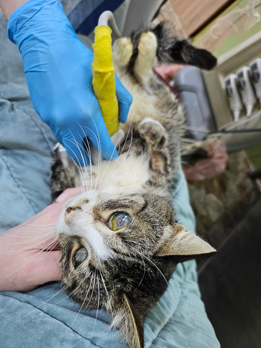 Фото автора. Арашик в клинике.