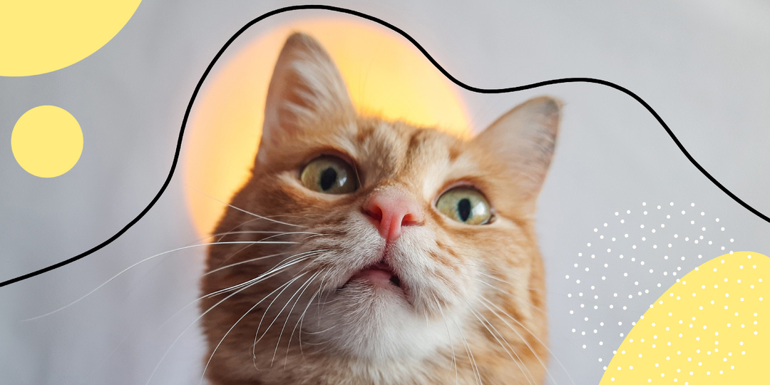 За что мы любим кошек