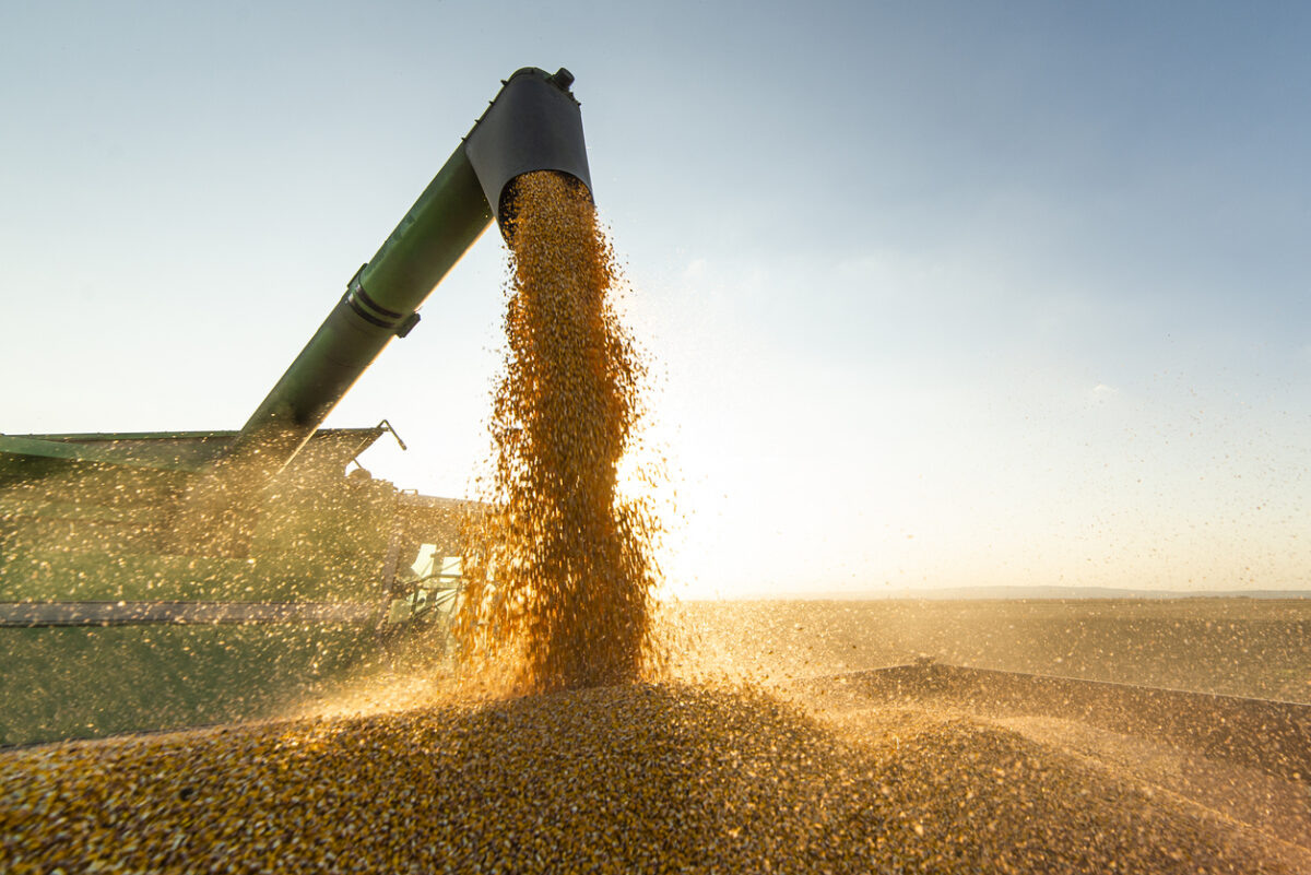    Grain auger of combine pouring soy bean into tractor trailer