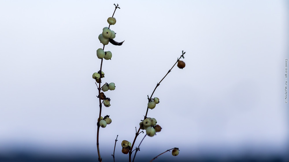 Снежноягодник... © NickFW.ru — 28.02.2025г.