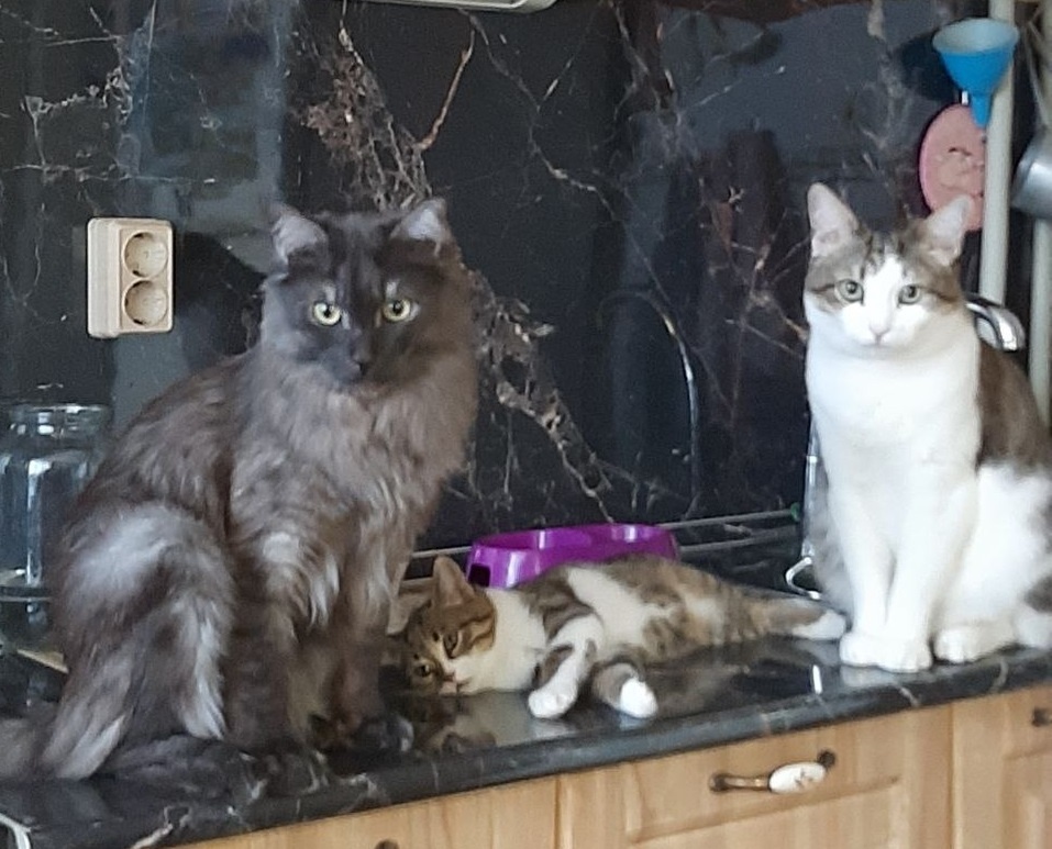    Котики спокойно уживаются вместе, хотя периодически борются за главенство в семье