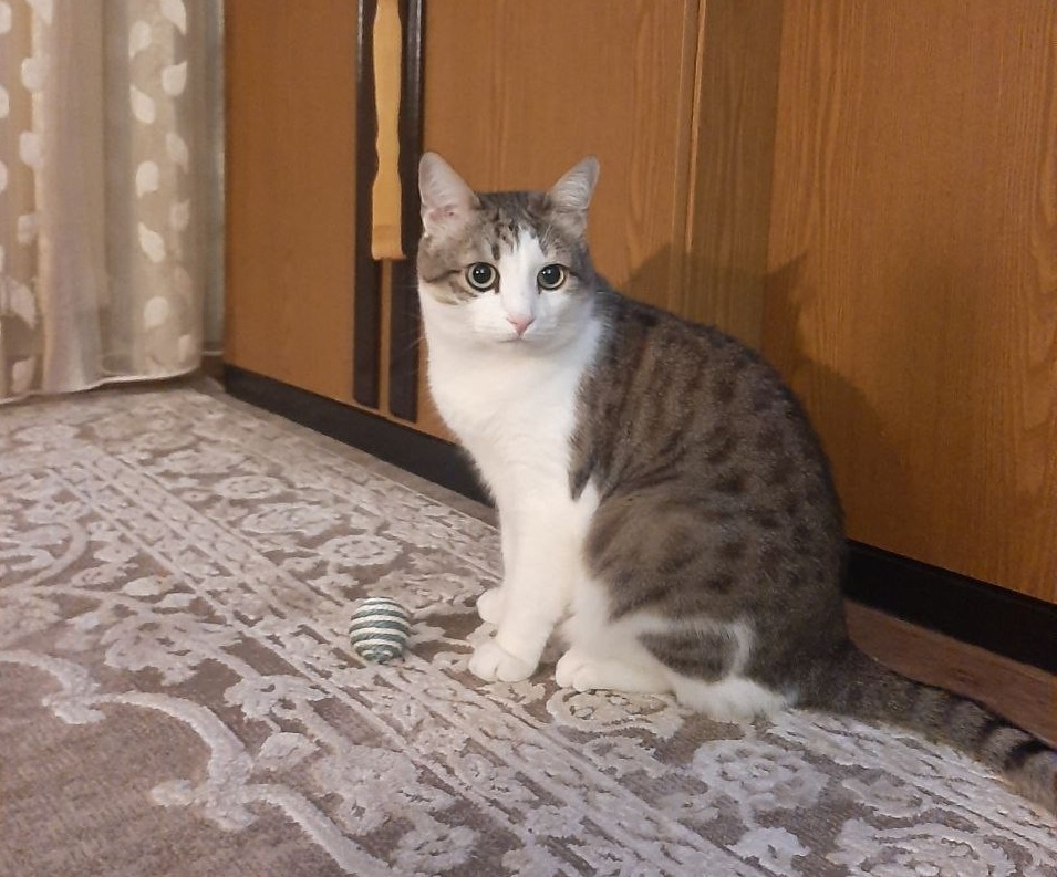    Это кот Джони