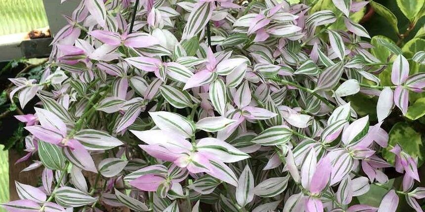 Фото: Яндекс Картинки