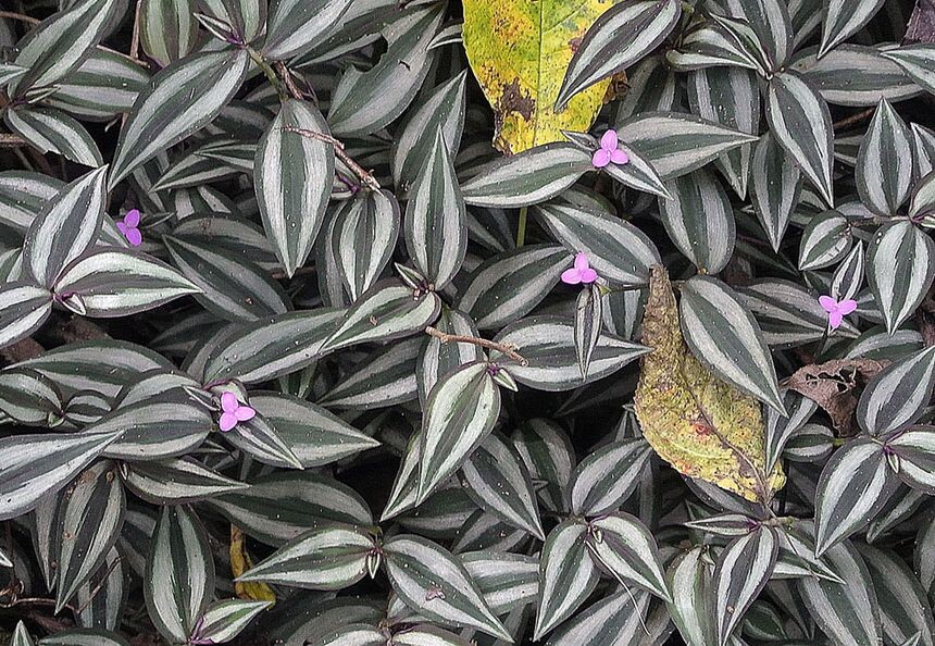 Фото: Яндекс Картинки