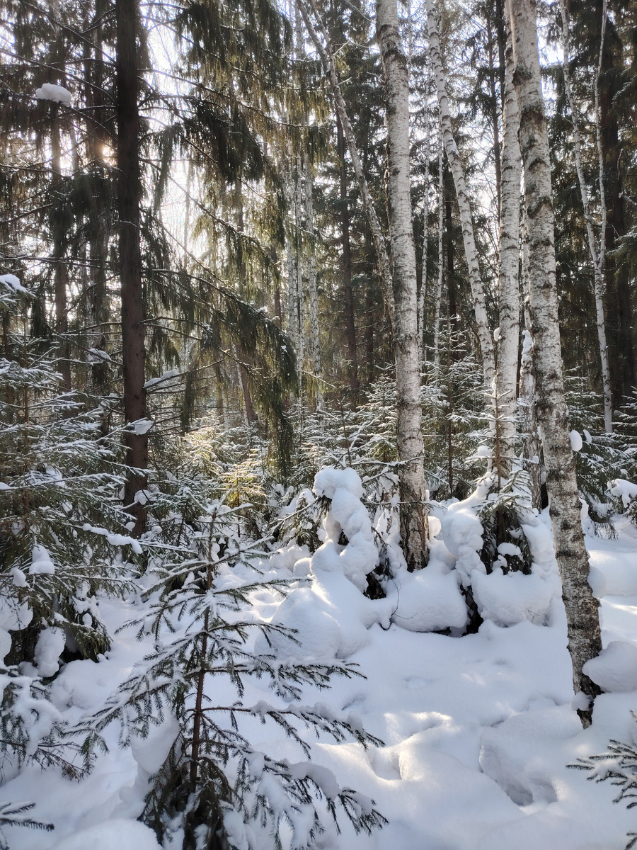 Лес в Подгородке, 1 марта 2025