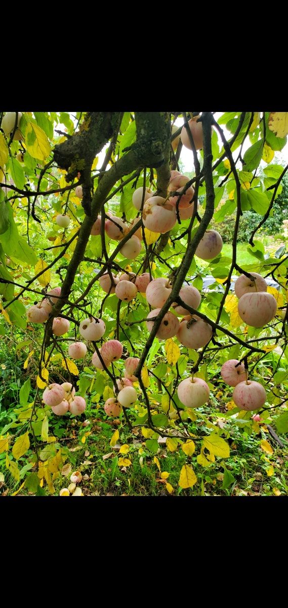 Плодоношение Грушовки Ревельской 