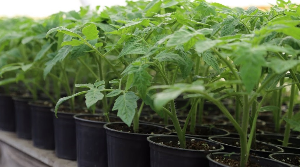 Лунный календарь для садоводов и огородников на март 2025