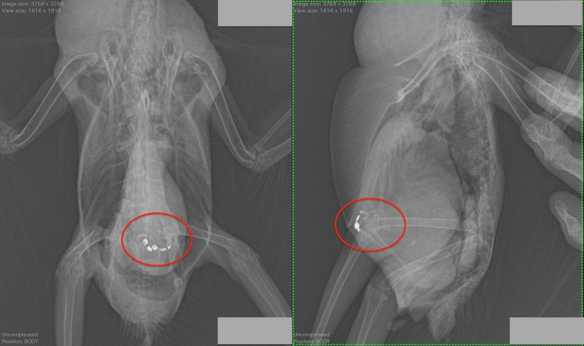 на рентгене этого жако  в мускульном желудке видны кнопки от пульта, раздутый зоб и желудок. Кроме того, видна пневмония и другие проблемы, которые были у попугая до отравления свинцом.
