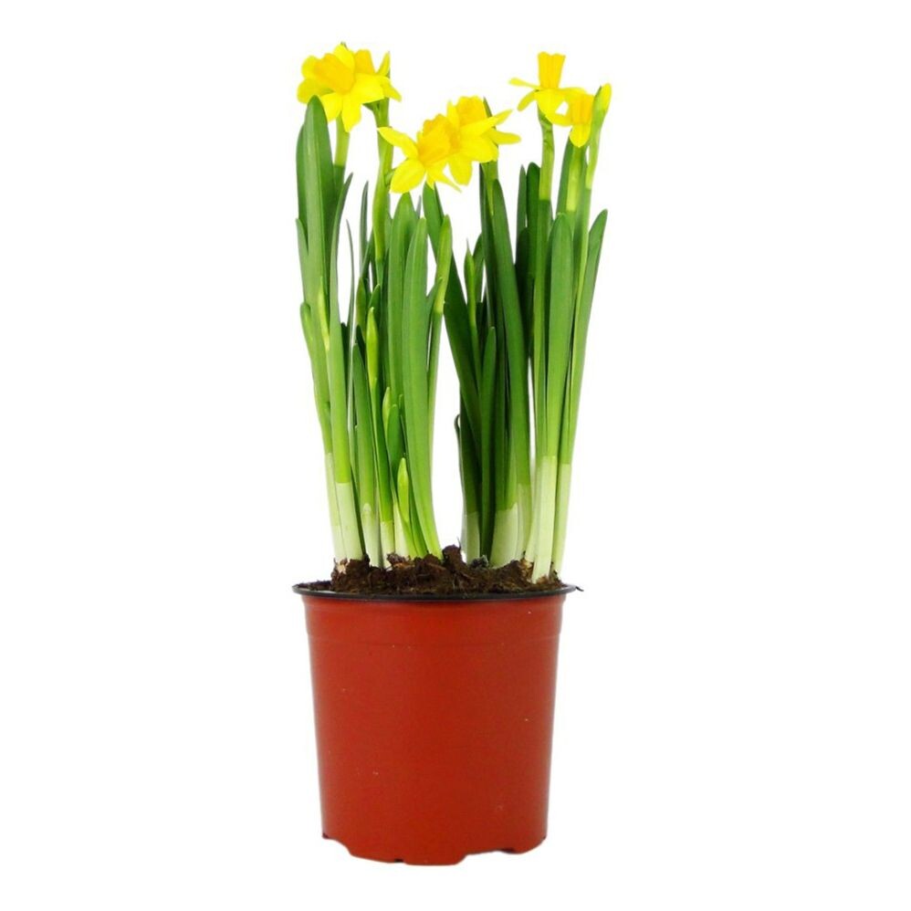 Источник фото https://megamarket.ru/catalog/details/narciss-xl-miks-flora-h25-sm-d13-sm-4-sht-100066866390/