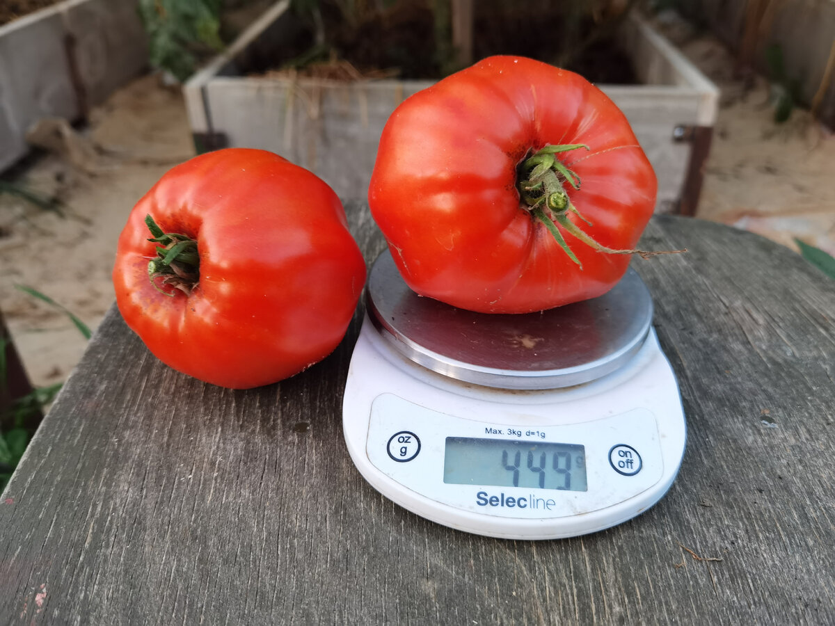 томат Веркины