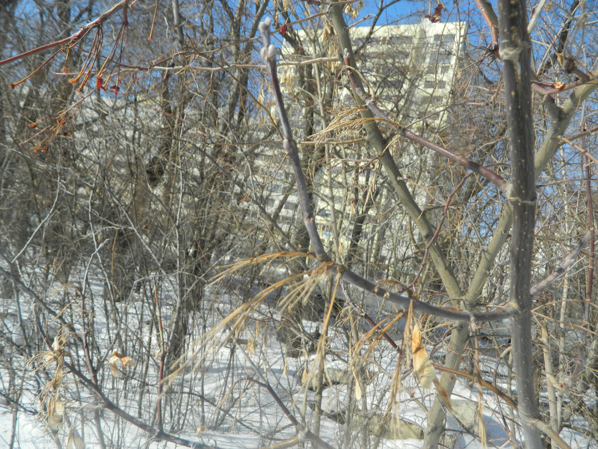 Фото автора. Весна не за домами!