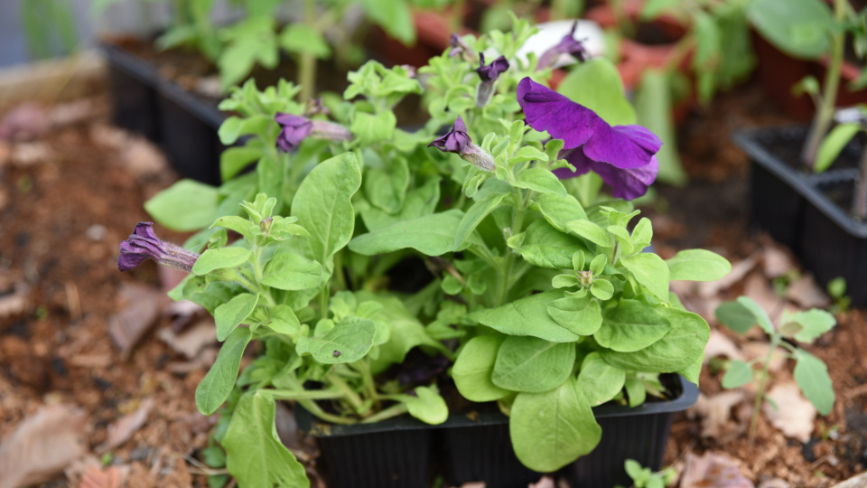 Фото: shutterstock.com