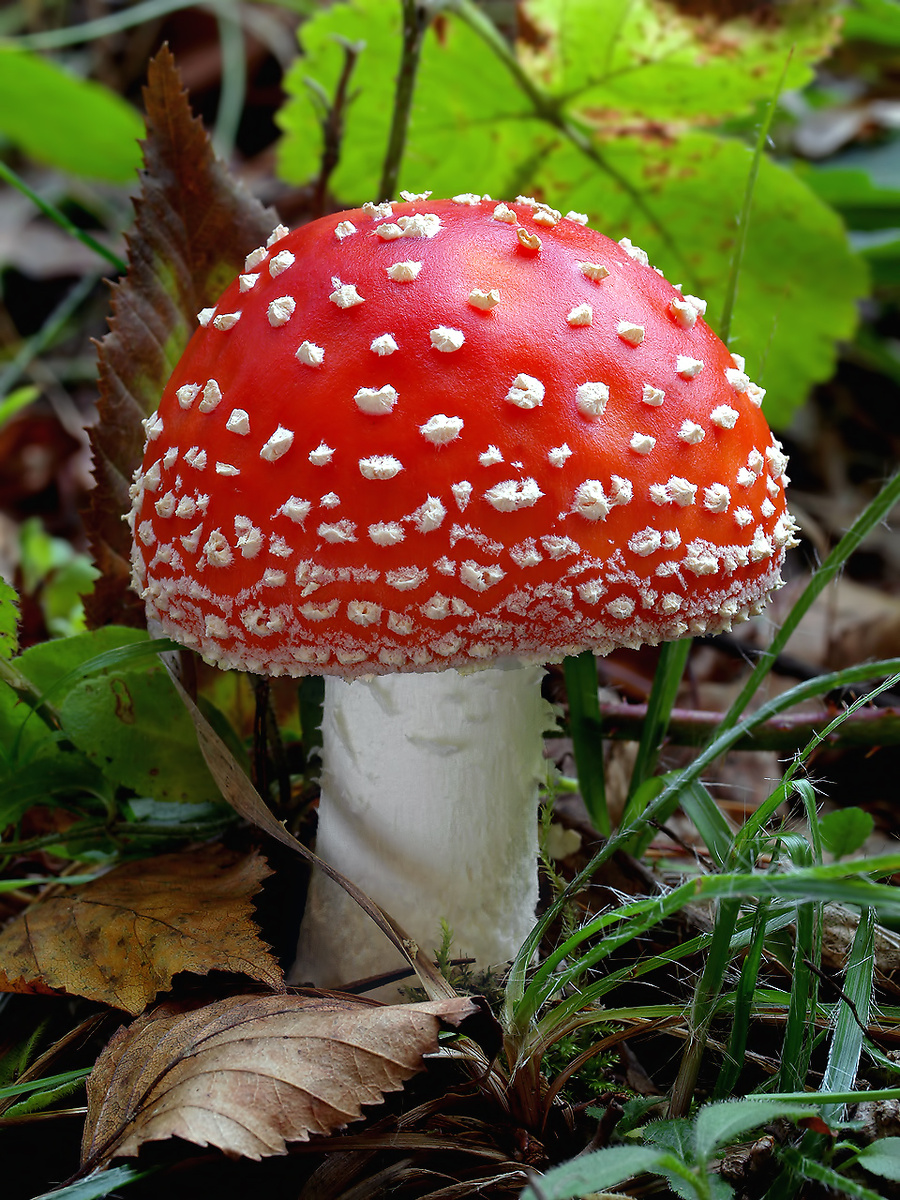 Фото: Jaroslav Maly