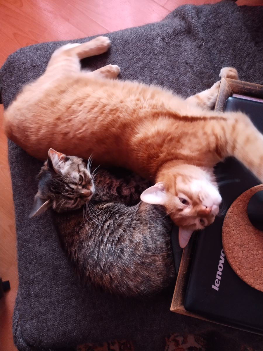 Хвалите нас, хвалите!