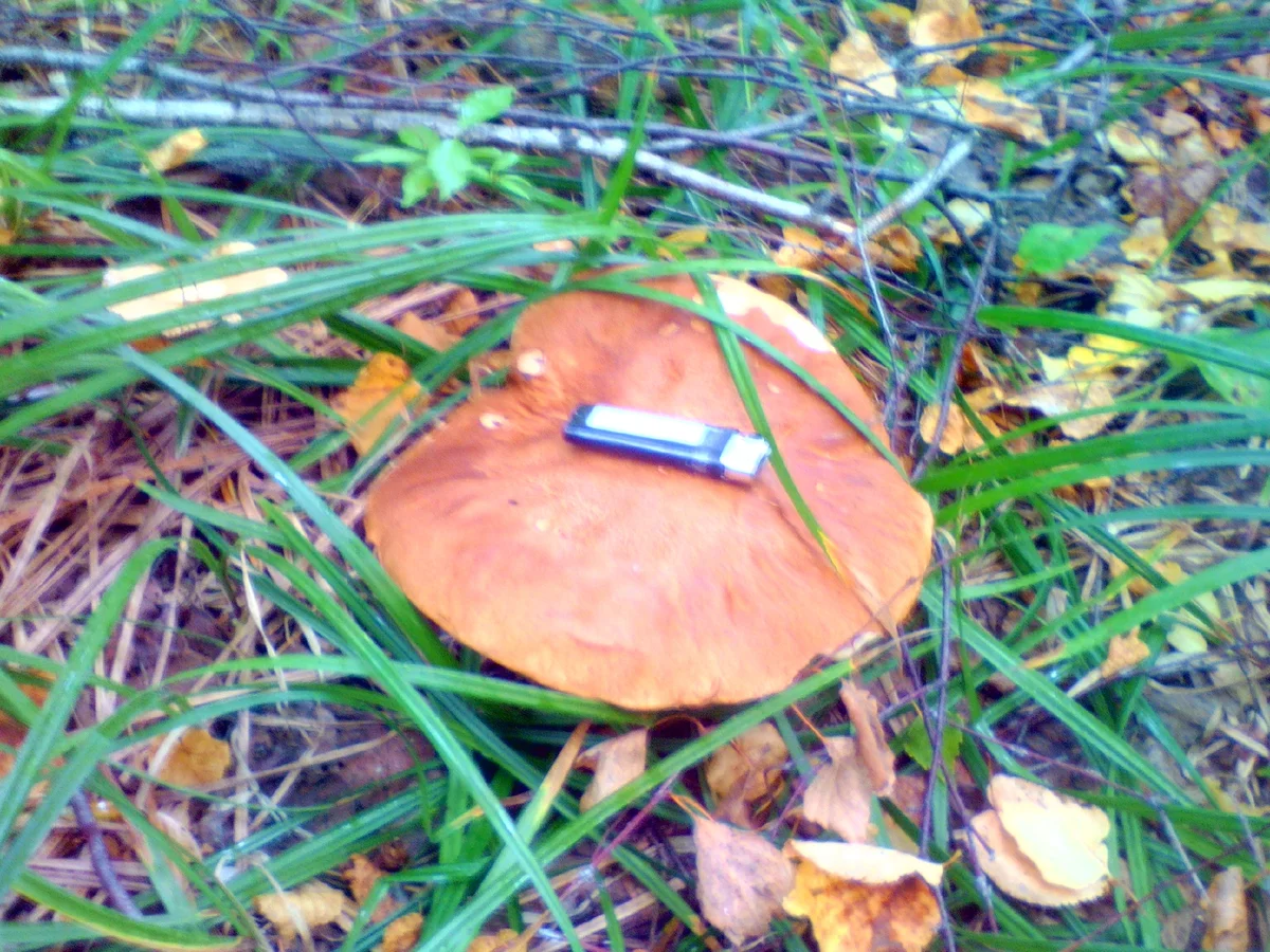 Фото из семейного архива автора