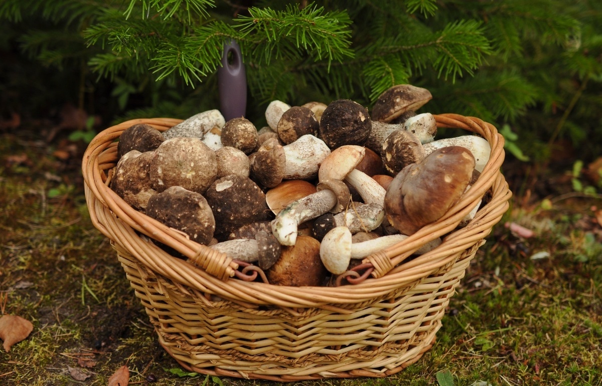 Автор фото Андрей Мещера