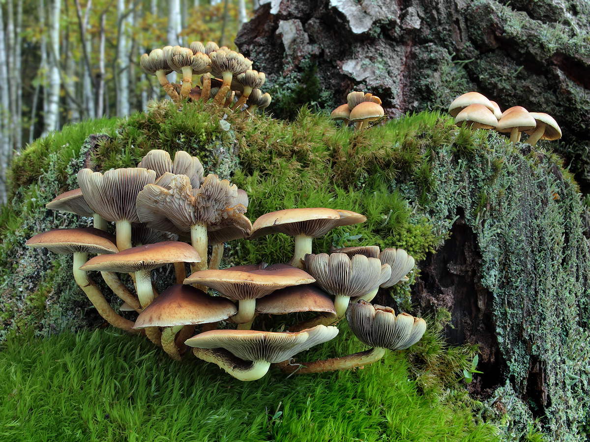 Фото: Jaroslav Maly