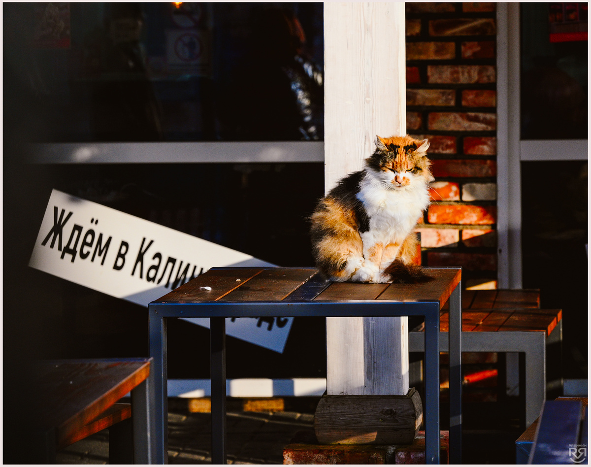 Где тут подают рыбов?!