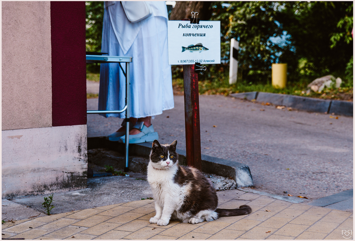 Рыбов подают здесь!