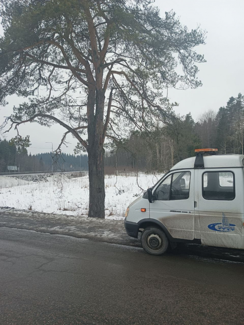    Рекламщики-варвары приколотили гвоздями вывески к дереву на трассе в Карелиисос траницы Сергея Крупина