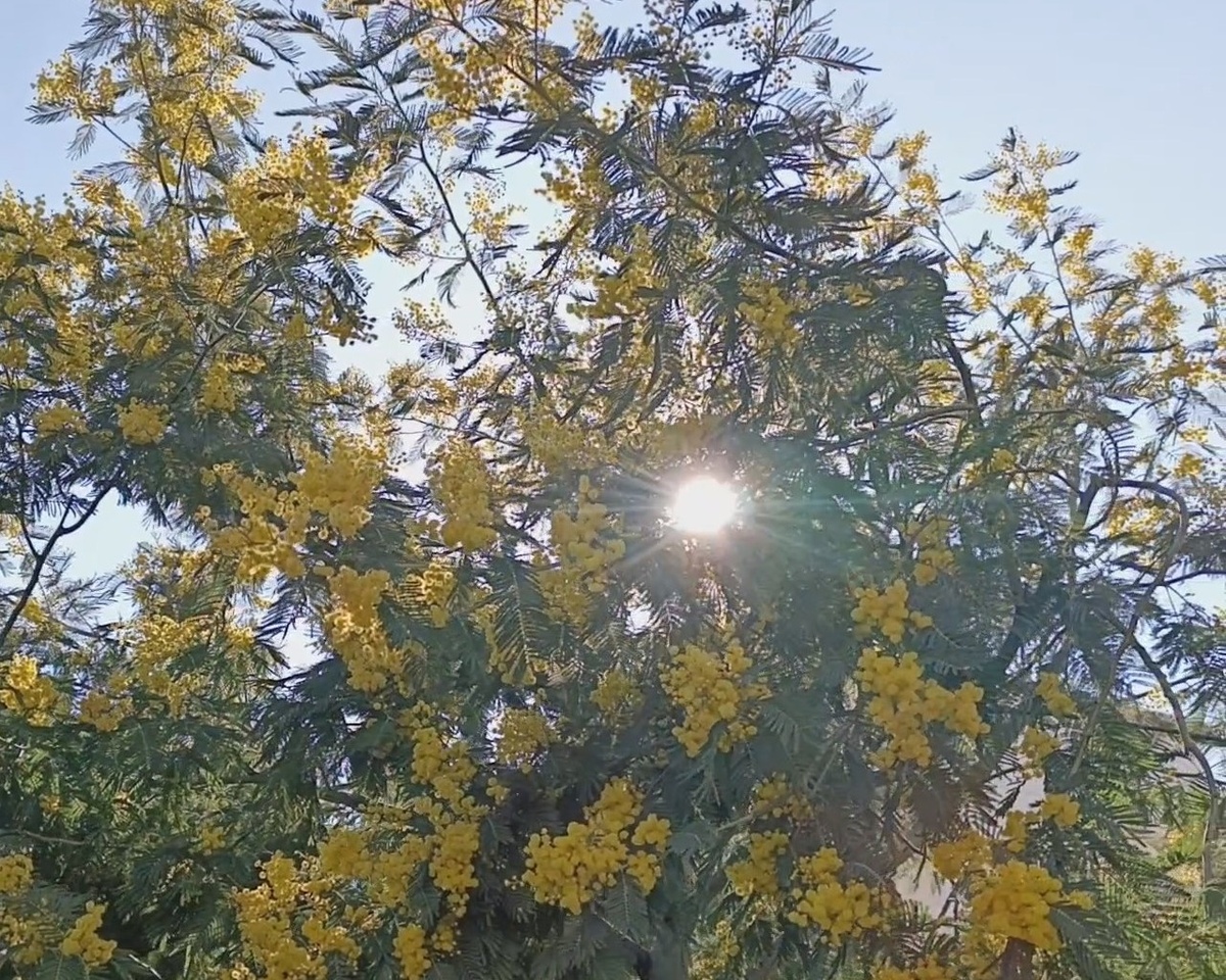 Адлер, март 2025г.