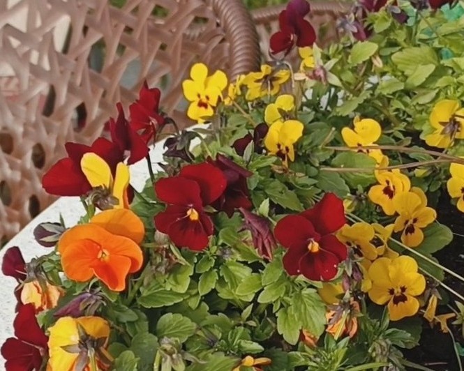 Адлер, март 2025г.