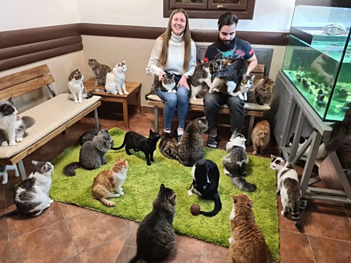    Котики всегда ждут посетителей